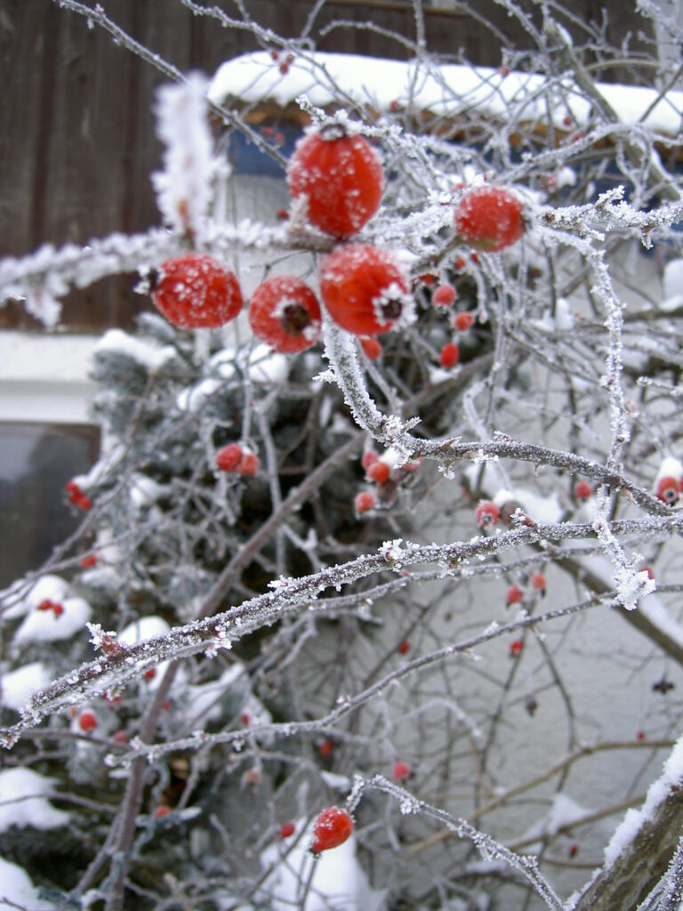 Freitag, 19. Dezember ab 19 Uhr: Rauhnacht und Wintersonnenwende